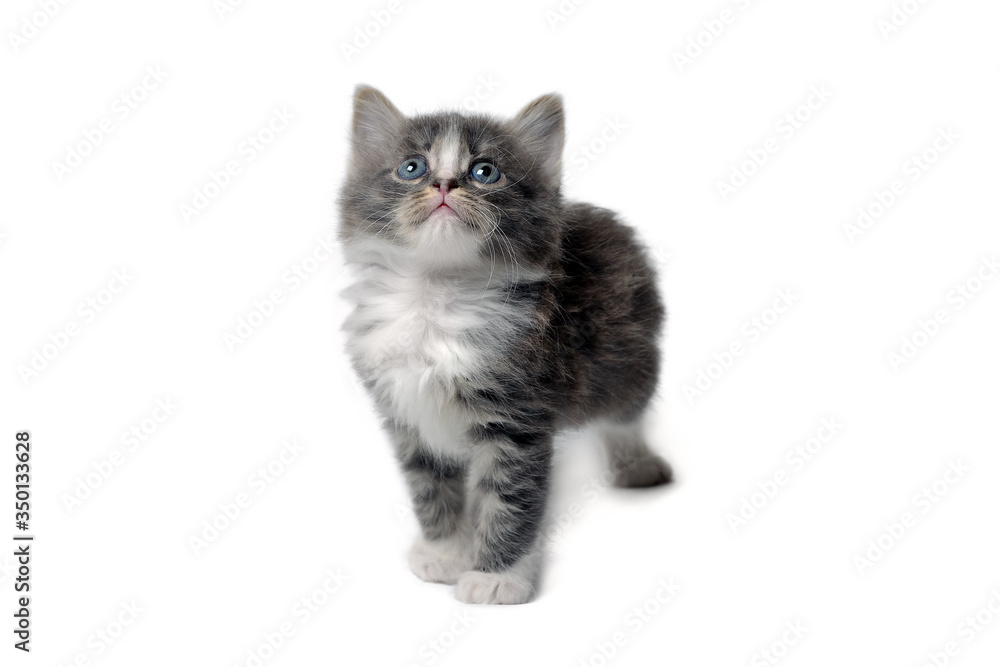 Cute little fluffy gray kitten is standing on a white background, looking up. Portrait of a grey kitten Isolated on a white background