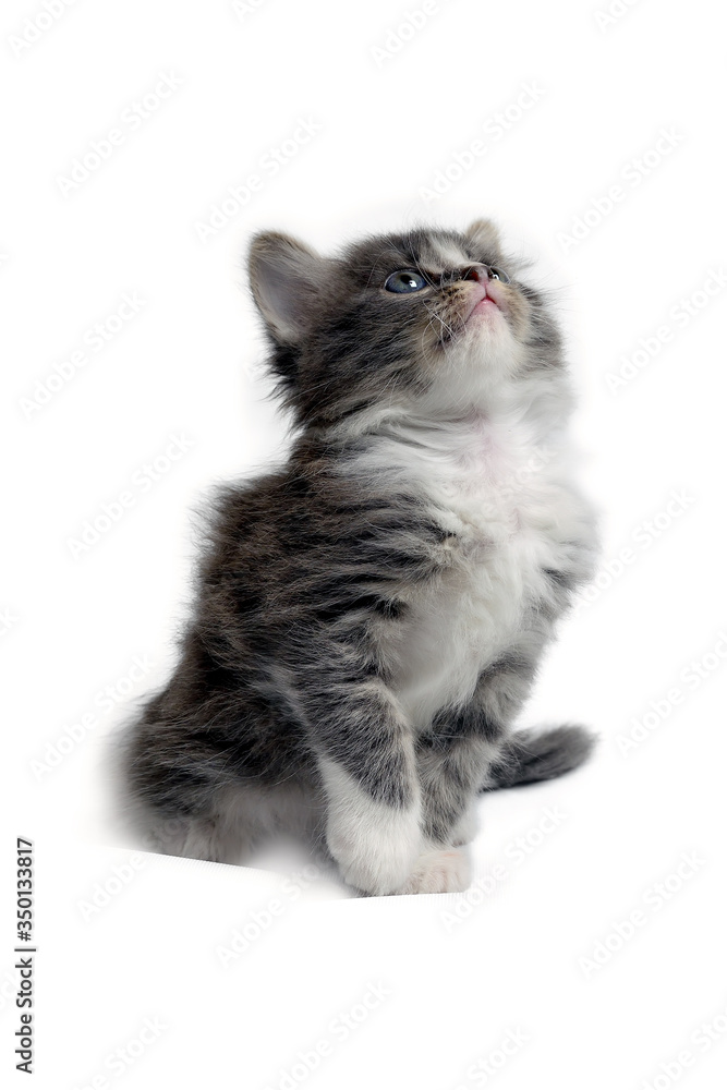 Cute little fluffy gray kitten is sitting on a white background, looking up. Portrait of a grey kitten Isolated on a white background