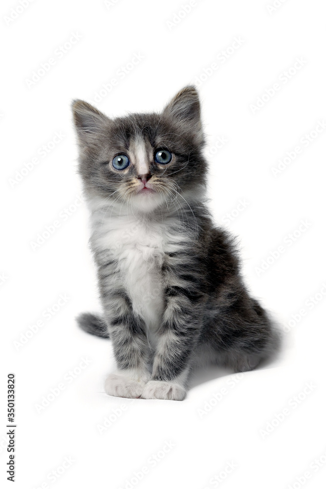 Cute little fluffy gray kitten is sitting on a white background, looking at camera. Portrait of a grey kitten Isolated on a white background