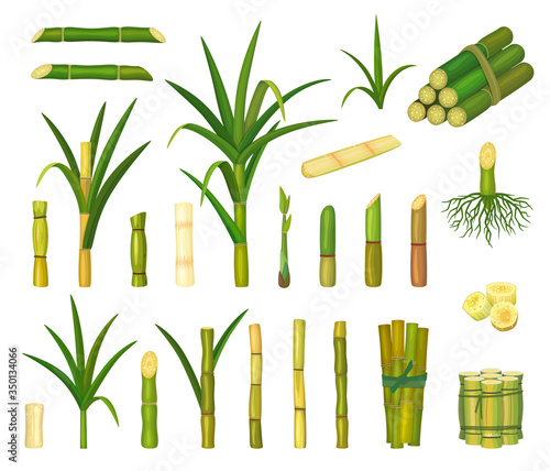 Sugar cane isolated cartoon set icon. Vector cartoon set icon sugarcane. Vector illustration sugar cane on white background.