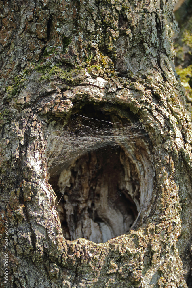 Baumhöhle