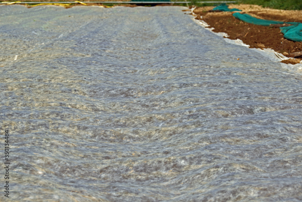 Fototapeta premium Gemüseteld