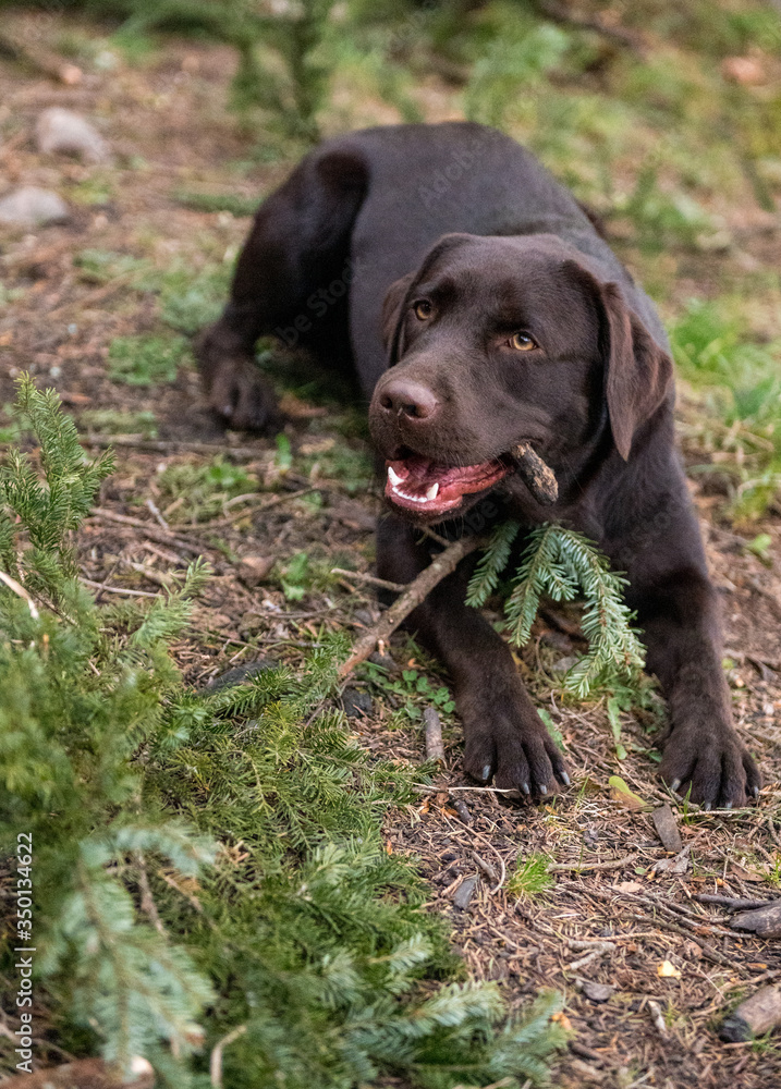 brown labrador retriever chewing on a stick