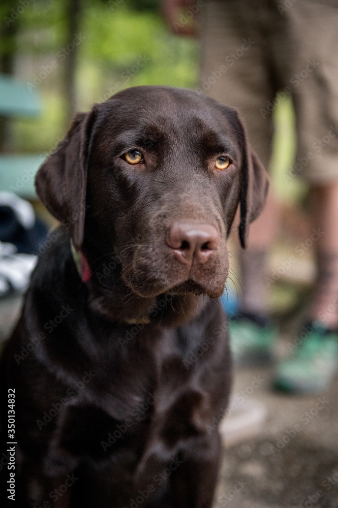 portrait of a young brown labrador retriever