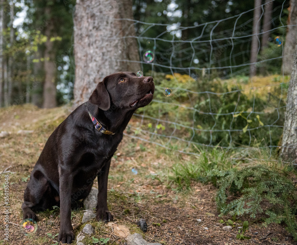 brown labrador retriever playing with soap bubbles brown labrador retriever playing with soap bubbles