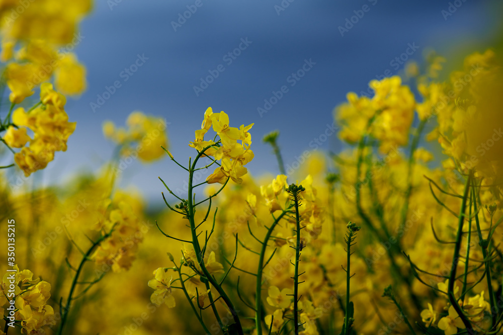 Obraz premium Yellow rape field with blue sky