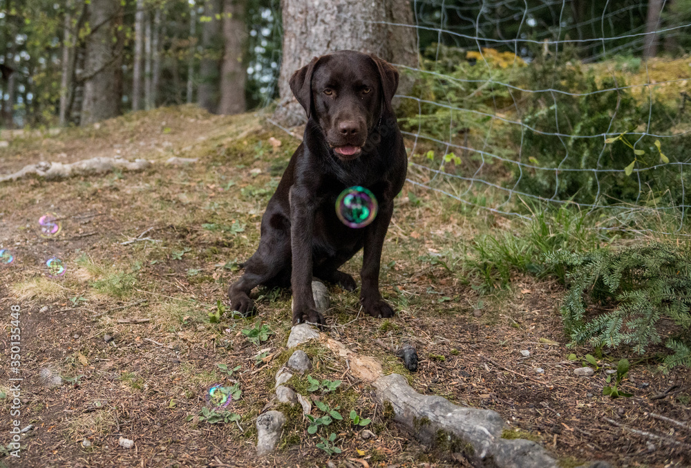 brown labrador retriever playing with soap bubbles brown labrador retriever playing with soap bubbles