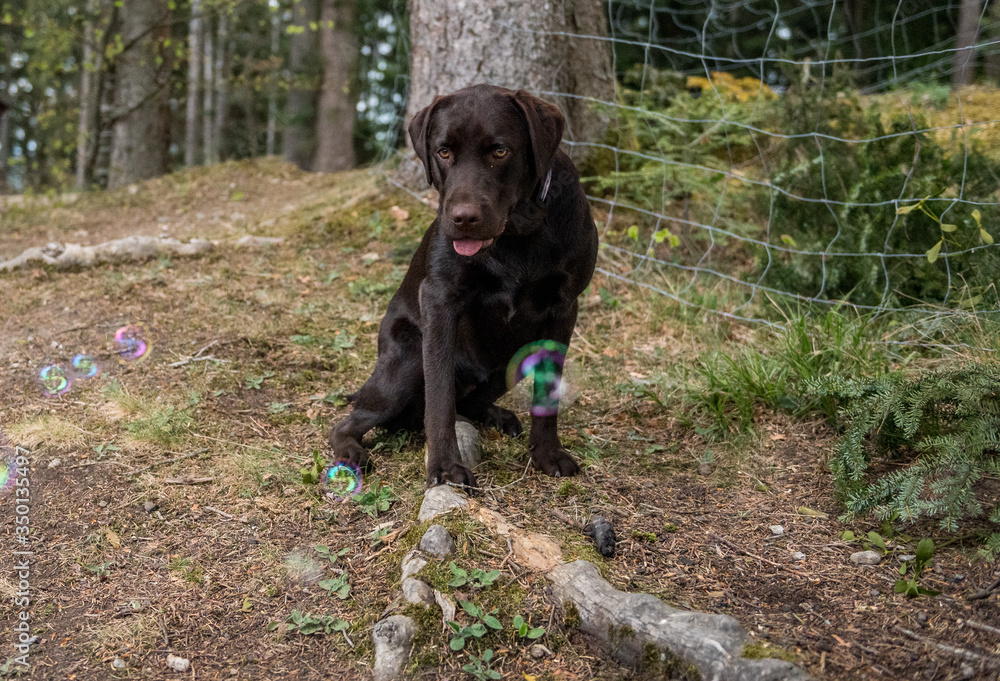 brown labrador retriever playing with soap bubbles