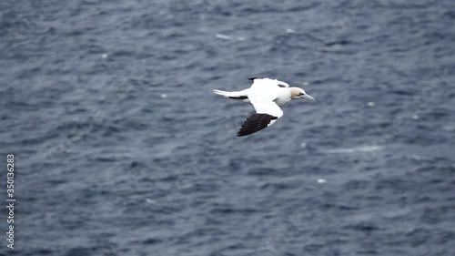 Morus bassanus gliding over the ocean photo