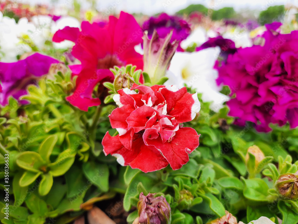 colorful blooming Petunia flowers, close-up on colored petunias