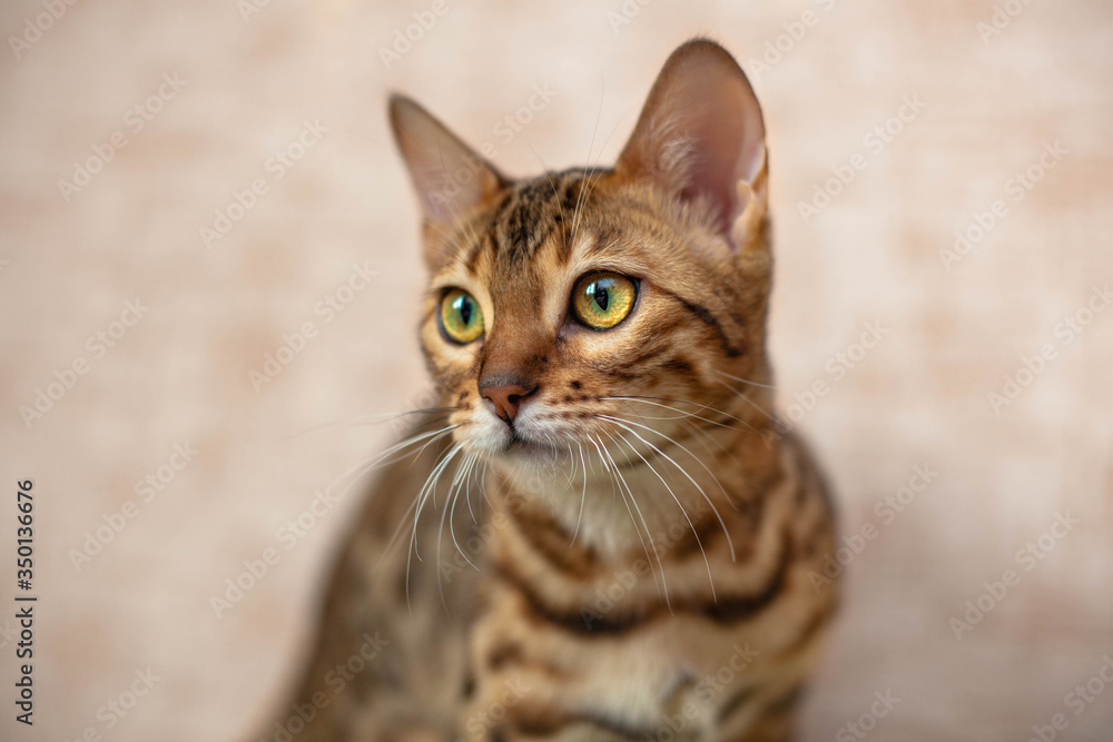 portrait of bengal cat looks into the left