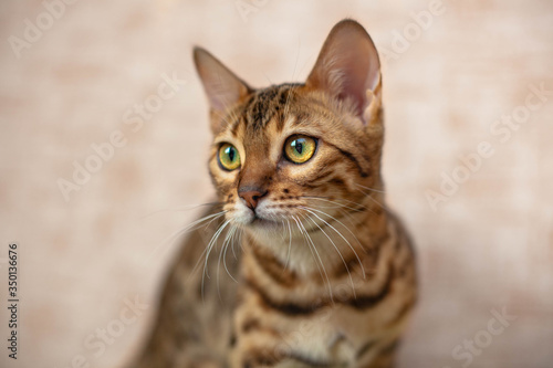 portrait of bengal cat looks into the left