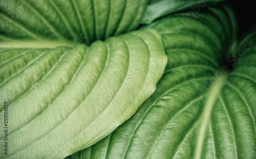 Texture of a bright fresh leaf of lily. Natural green background