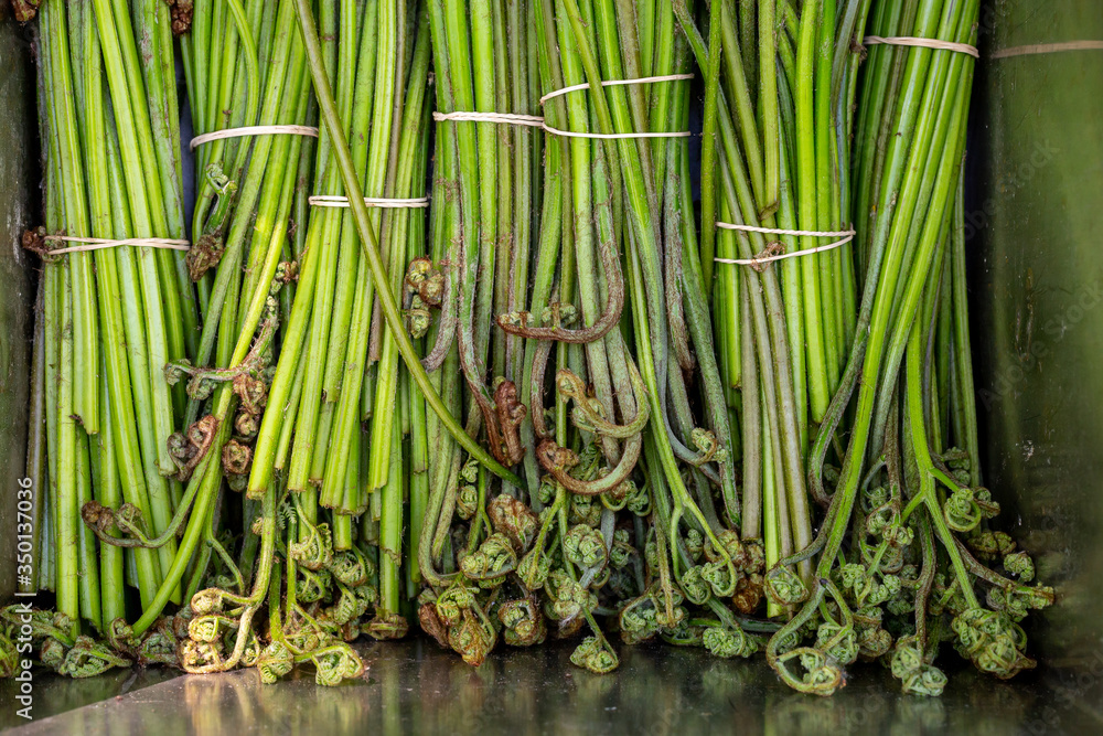 Obraz premium harvesting natural Bracken fern in the forest, salting wild plants in a steel box, traditional cooking of exotic wild plants