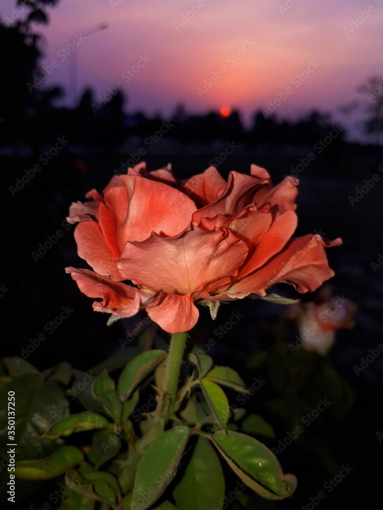 Flower and sunset