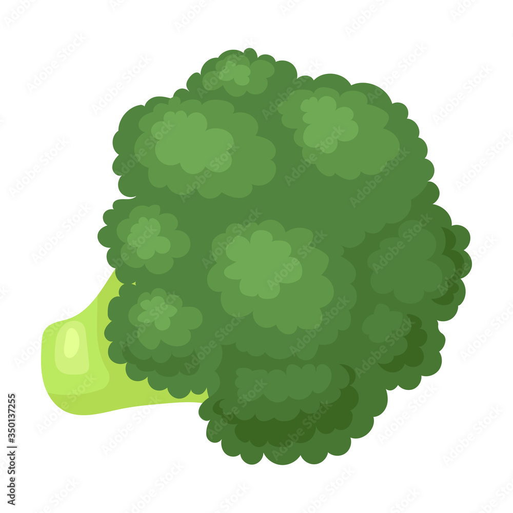 Broccoli vector icon.Cartoon vector icon isolated on white background broccoli. Broccoli vector icon.Cartoon vector icon isolated on white background broccoli.