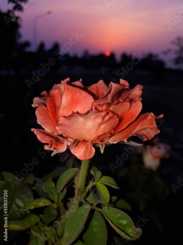 Flower and sunset © Umar