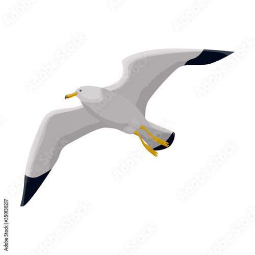 Bird gull vector icon.Cartoon vector icon isolated on white background bird gull.