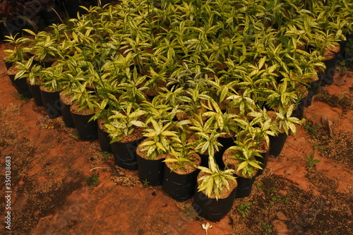 Rows of pots with fertilized soil. greenhouse for growing flower seedlings for flower beds. Agrotechnics of growing flower.
 photo