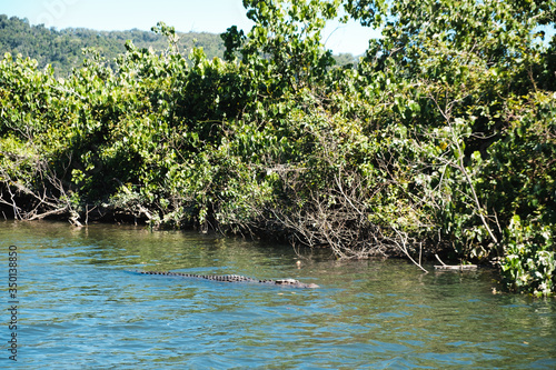 Crocodile swimming in a creek surrounded by mangroves