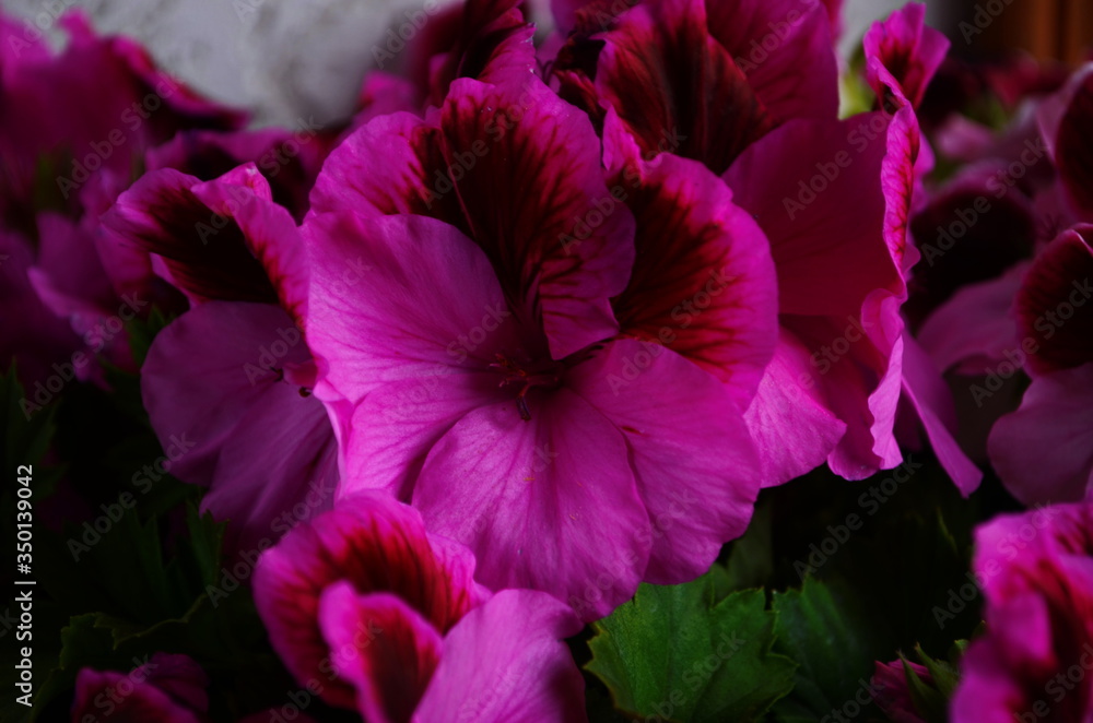 blooming of beautiful geranium varios colors blooming of beautiful geranium varios colors