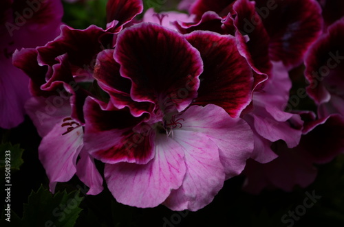 blooming of beautiful geranium varios colors photo