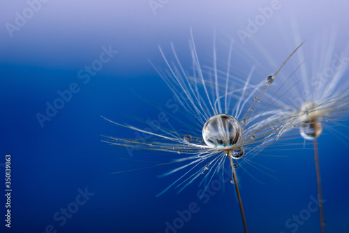 Nature in detail, dandelion flower seed close up with dewdrops with a cloudy sky as background with copy space © peter