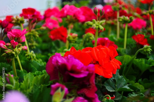 blooming of beautiful geranium varios colors