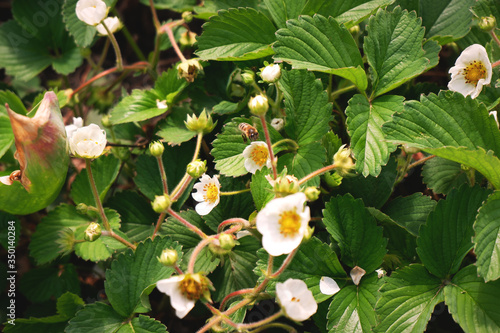 Flowering Strawberries in the Garden with Bee