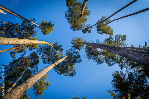 Trees with straight trunks and crowns against the blue sky. View from bottom to top.