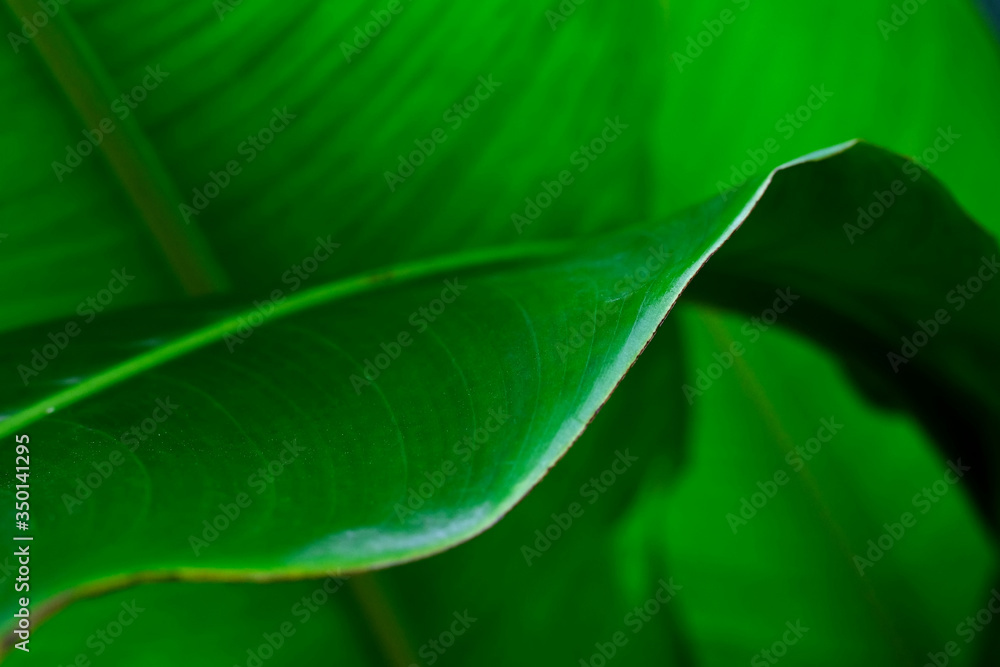 Close up. Tropical leaf, Bird of paradise leaf in shadow and light scene Close up. Tropical leaf, Bird of paradise leaf in shadow and light scene