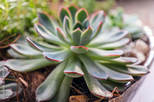 Closeup of a large succulent plant Echeveria with thick fleshy leaves.
