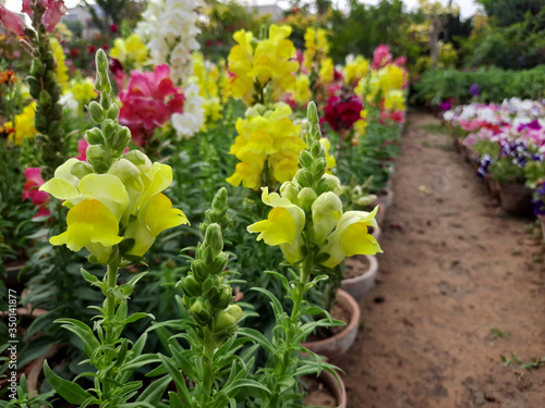 Beautiful garden flowers at sunny day, Snapdragon flowers blooming in garden, Colorful Snapdragons