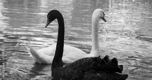 Принти на полотні black and white swan couple