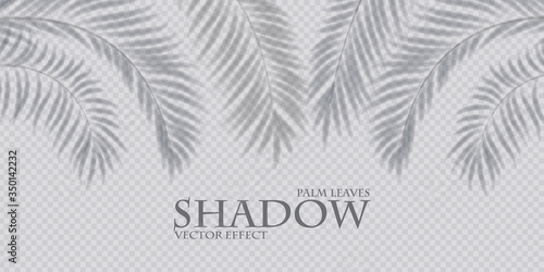 Palm leaf shadow transparent effect. Exotic design element.