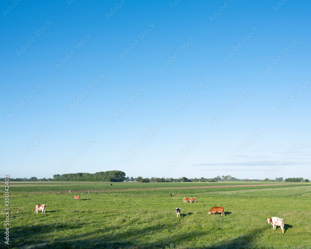 cows in green meadow between ameide and lexmond in the centre of holland cows in green meadow between ameide and lexmond in the centre of holland