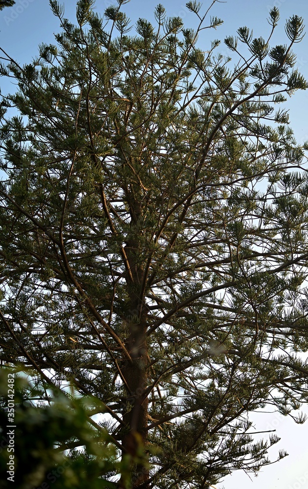 Fototapeta premium Trees, on the backround Cloudy Sky