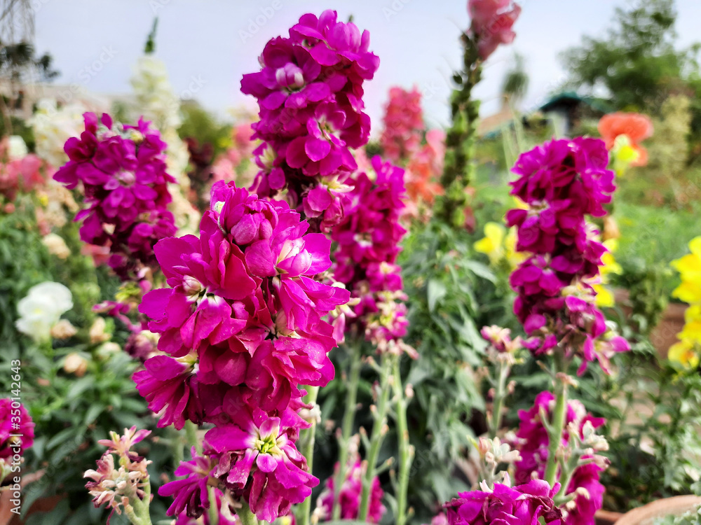 Fototapeta premium Beautiful garden flowers at sunny day, Snapdragon flowers blooming in garden, Colorful Snapdragons