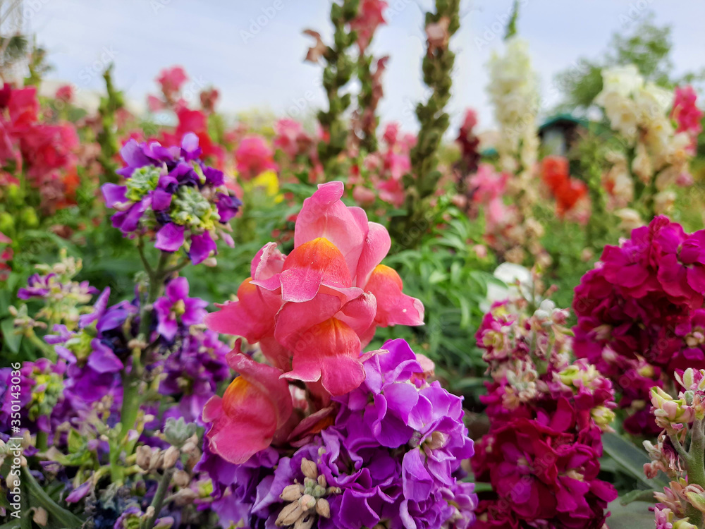 Beautiful garden flowers at sunny day, Snapdragon flowers blooming in garden, Colorful Snapdragons Beautiful garden flowers at sunny day, Snapdragon flowers blooming in garden, Colorful Snapdragons