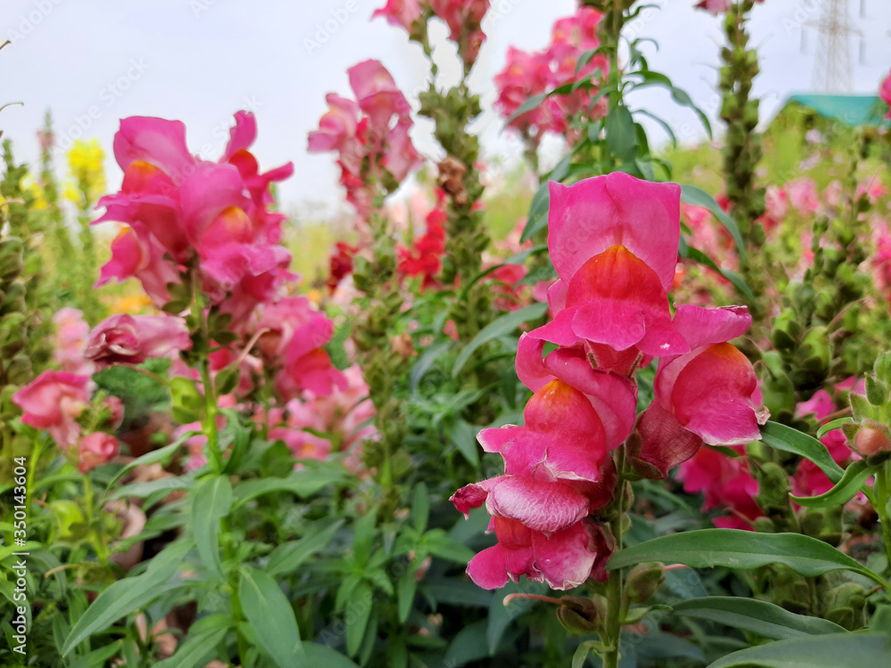 Beautiful garden flowers at sunny day, Snapdragon flowers blooming in garden, Colorful Snapdragons