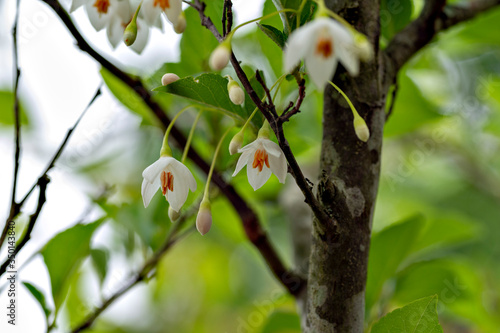 Japanese snowbell (Styrax japonica) in full blooming in Japan photo