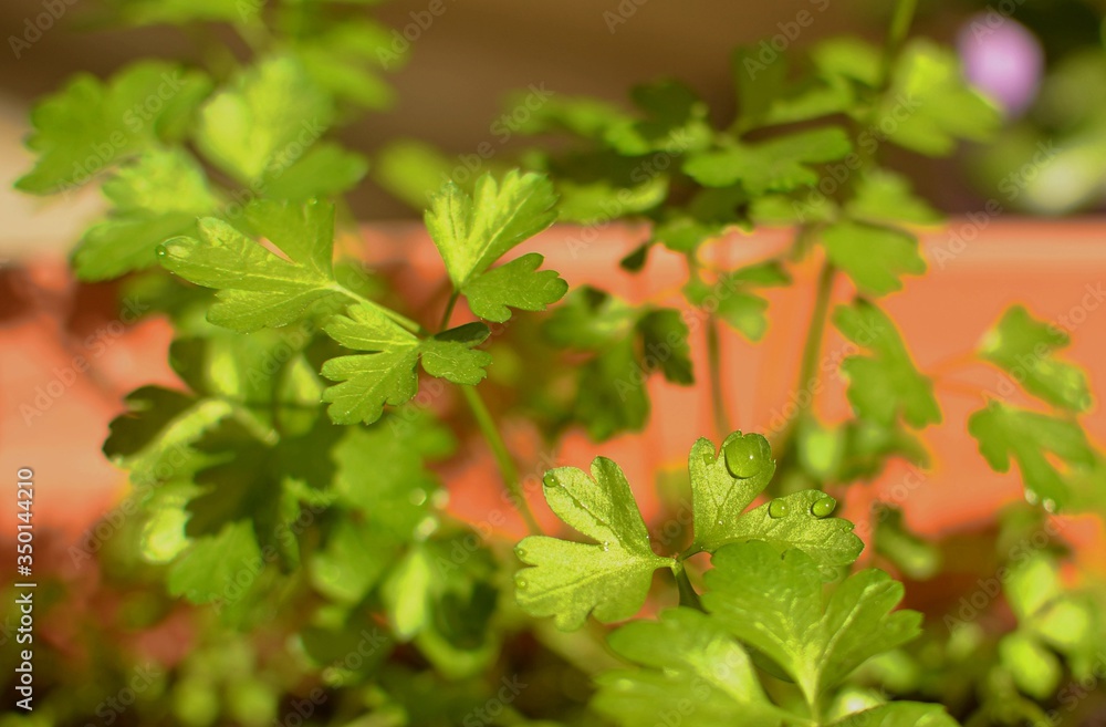 Green fresh parsley under the sun with drops of water. There is a selective focus.