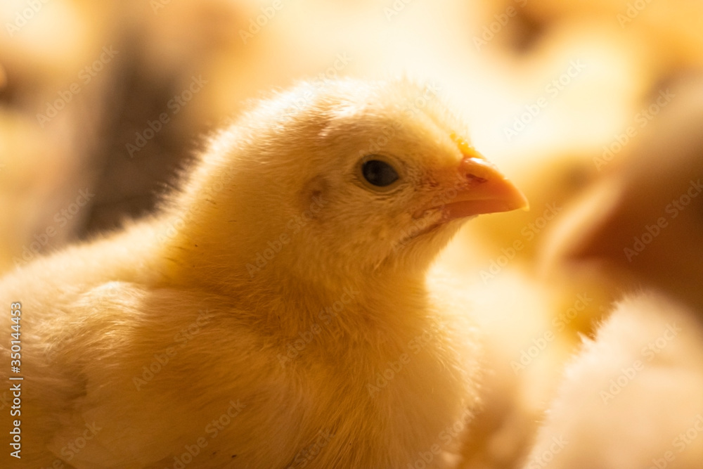 A group of small chickens. Beautiful little chickens under the warm light A group of small chickens. Beautiful little chickens under the warm light