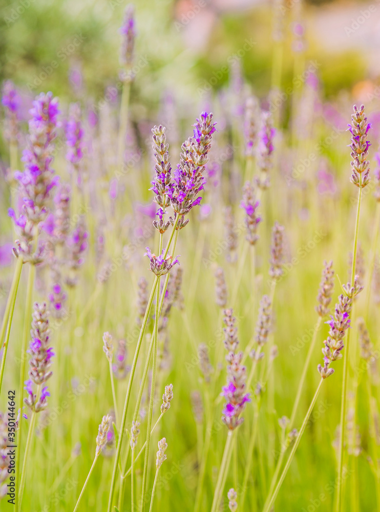 Lavender blooming in a summer time, selective focus Lavender blooming in a summer time, selective focus