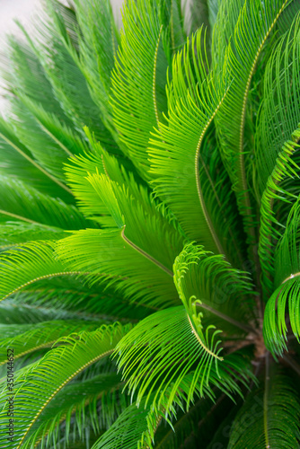 Sago palm leaves