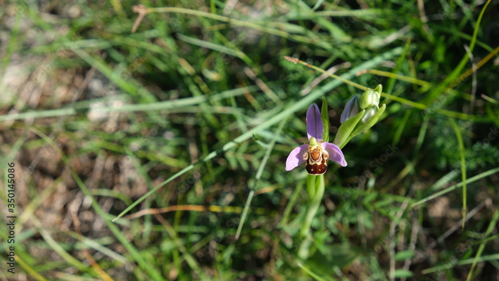 Petite orchidée en pleine nature Petite orchidée en pleine nature