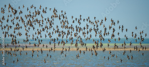 A large flock of sandpipers flies in front of the surface of the lake and blue sky. Sandpipers, waders, wild nature, migratory birds.