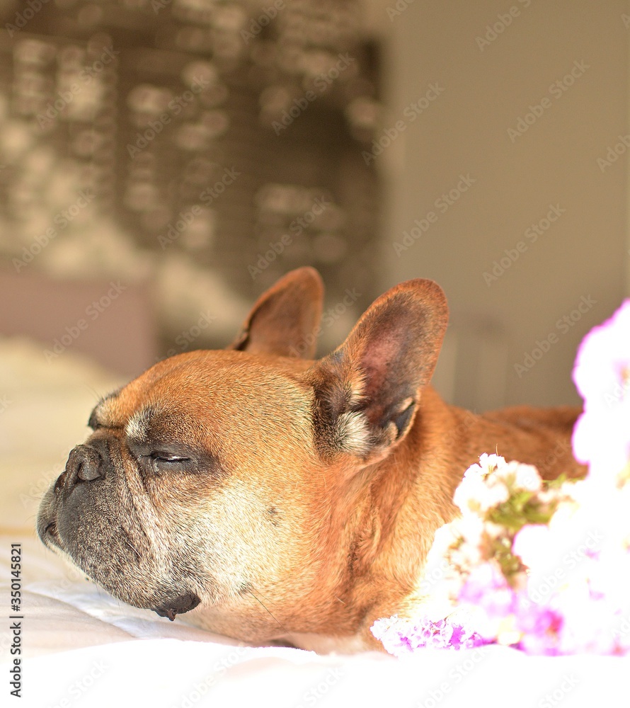 beautiful beige french bulldog at home, plays, sunbathes, under the sun