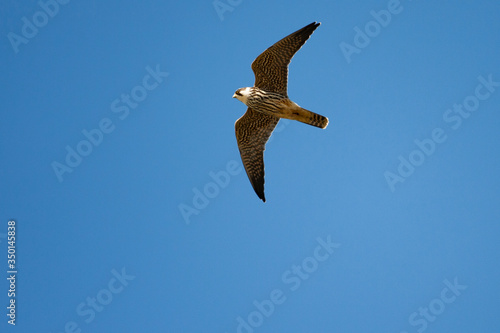 Peregrine Falcon  wildlife bird  Falco peregrinus 