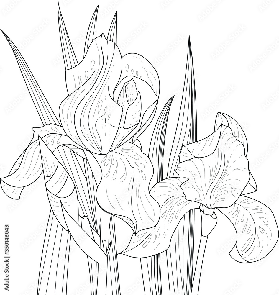 Two iris flowers in the leaves. Vector coloring book pages. Hand drawn ...
